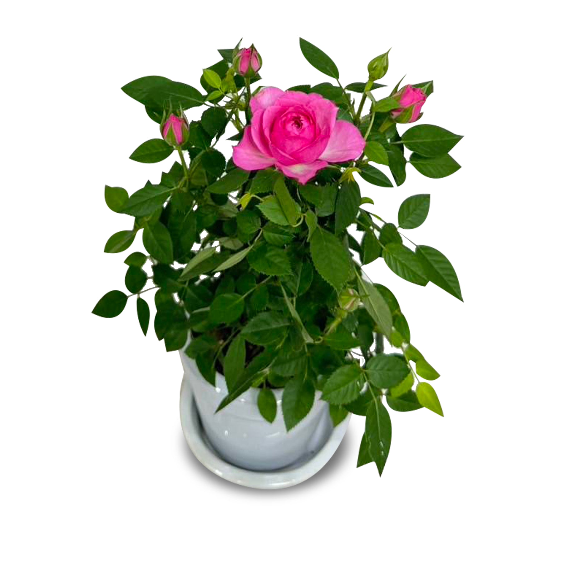 Pink - Valentine's Miniature Rose