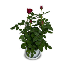 Red - Valentine's Miniature Rose (ต้นกุหลาบแคระ)
