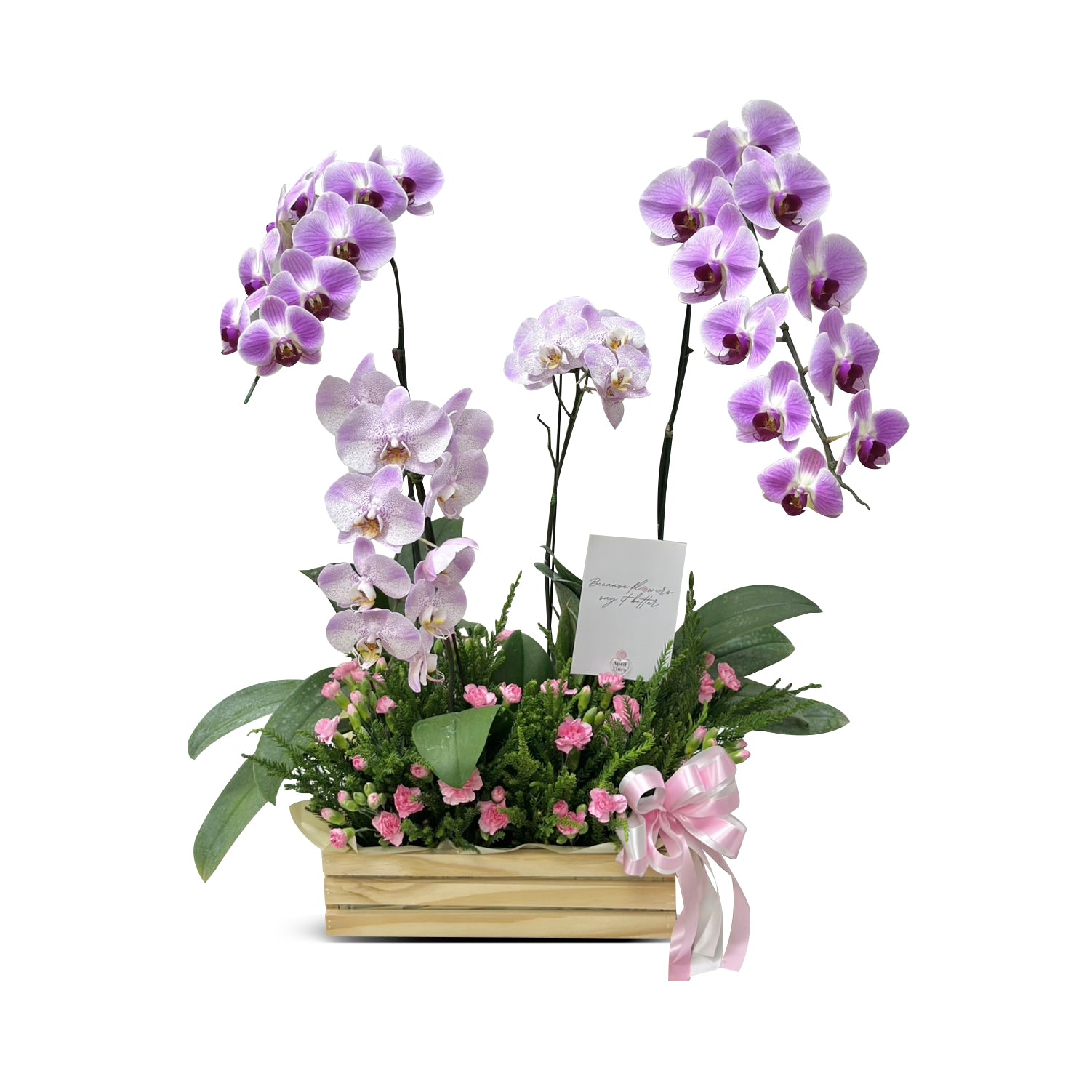 Phalaenopsis Majestic Charm - Basket of Flower