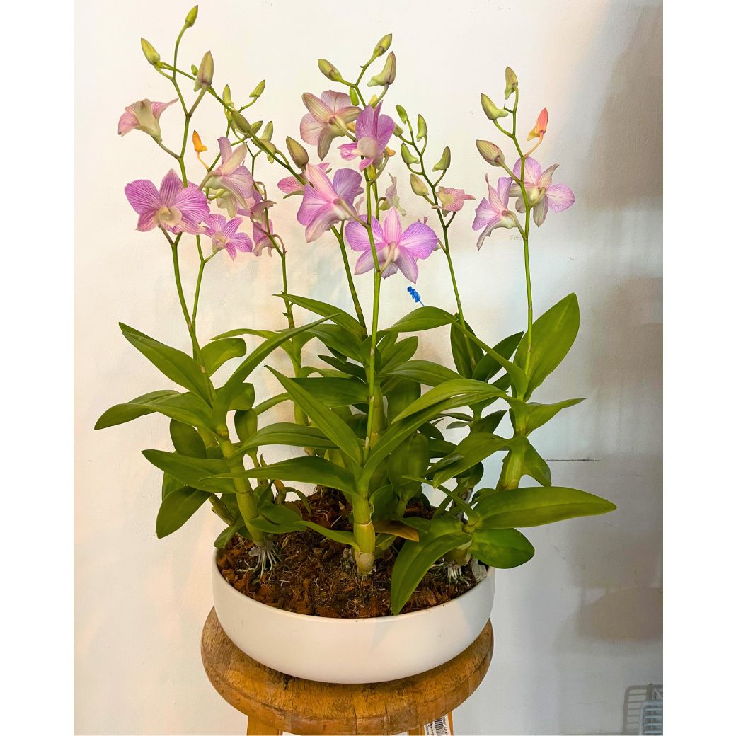 Light Purple Dendrobium (กล้วยไม้หวายม่วงอ่อน) - Phuket