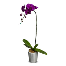 Phalaenopsis (Purple) - กล้วยไม้ฟาแลนสีม่วง